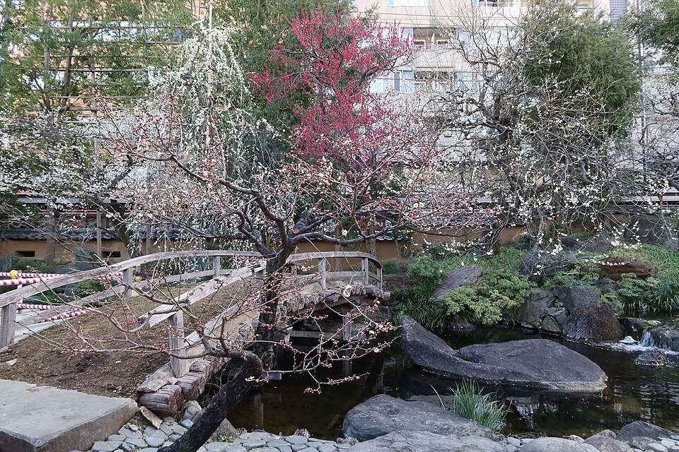 Prunus en fleurs (Source: Wikimedia Commons, auteur: Pbdragonwang)