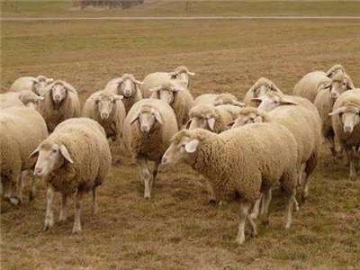 Moutons dans un pâturage (illustration pxhere)