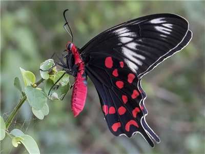 Papillon butinant (pour illustration, source : pixnio)