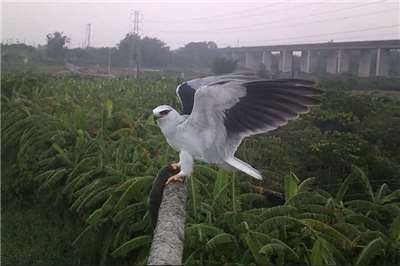 Un élanion blanc filmé sur un perchoir à rapace (Photo bureau de l'agriculture de Tainan)