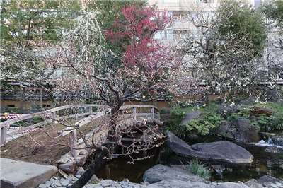 Prunus en fleurs (Source: Wikimedia Commons, auteur: Pbdragonwang)