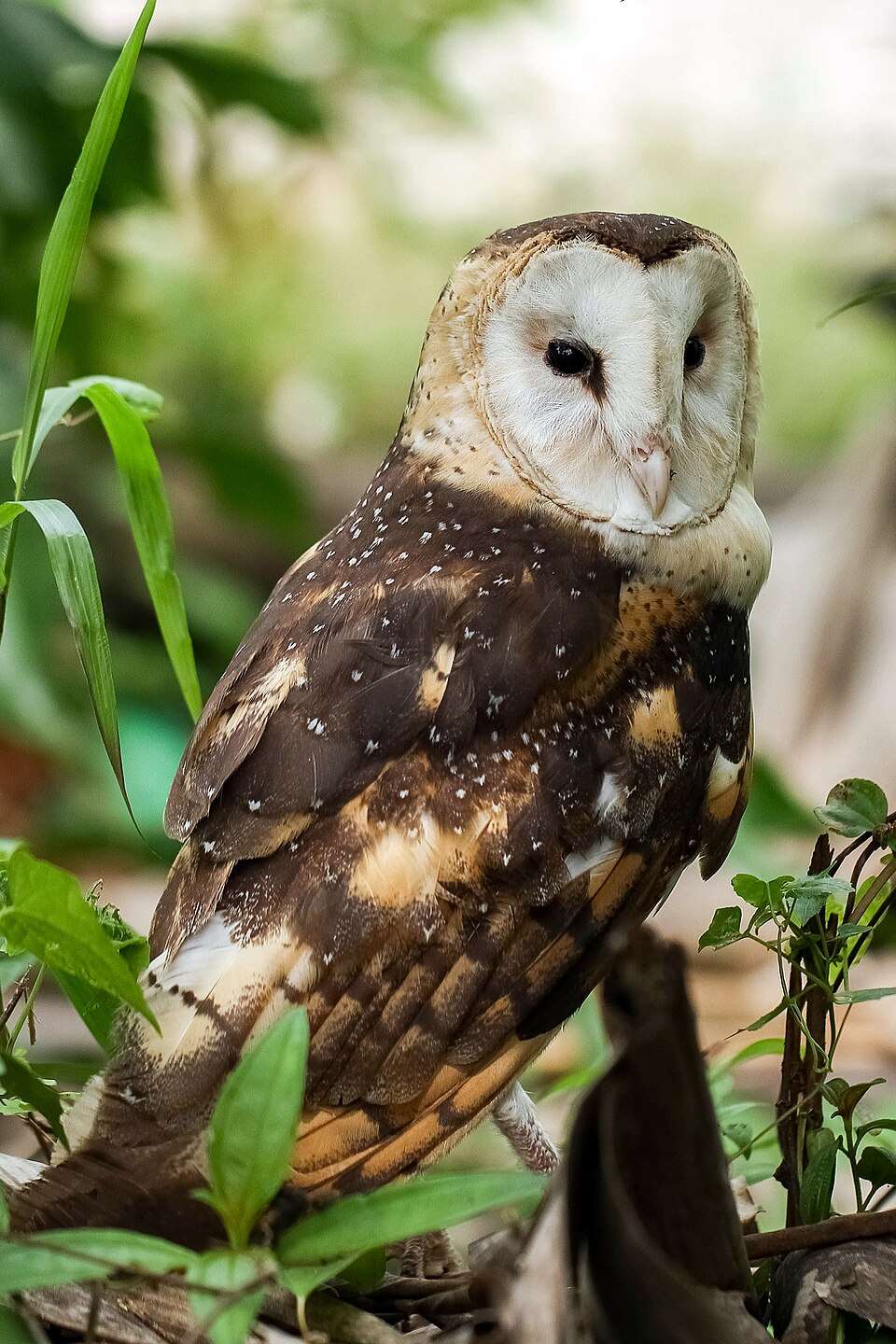 Illustration d'une chouette (Eastern grass owl, source Wikipedia)