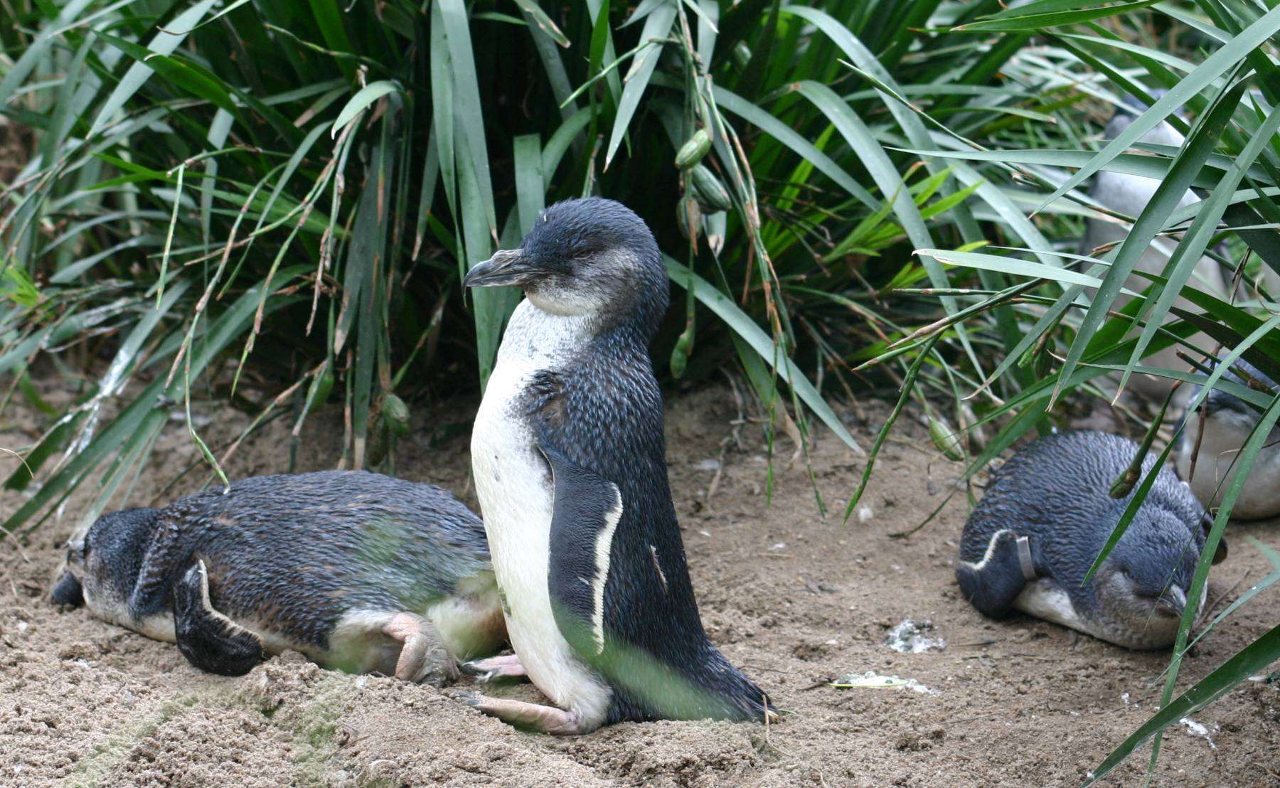 En Australie, l'Etat de Victoria veut vacciner 5000 manchots pygmées contre la grippe H5N1 (Image : Takver (www.takver.com)., CC BY-SA 3.0 , via Wikimedia Commons)