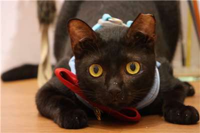 Un chat au refuge animalier de Banqiao, à New Taipei (Photo RTI/James Thompson)