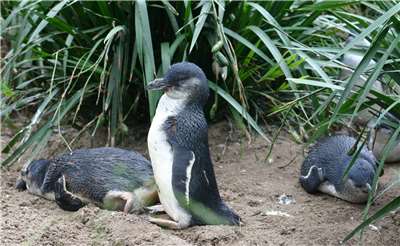 En Australie, l'Etat de Victoria veut vacciner 5000 manchots pygmées contre la grippe H5N1 (Image : Takver (www.takver.com)., CC BY-SA 3.0 , via Wikimedia Commons)