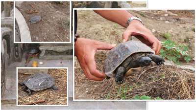 Une tortue au cimetière de Nanshan à Tainan (photo : FB 地上台南-南山公墓 )