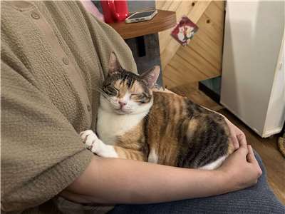 À Taipei, un café-refuge pour chats facilite l'adoption responsable (Image : RTI)