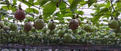 Culture des fruits de la passion à Pingtung (Photo CNA)