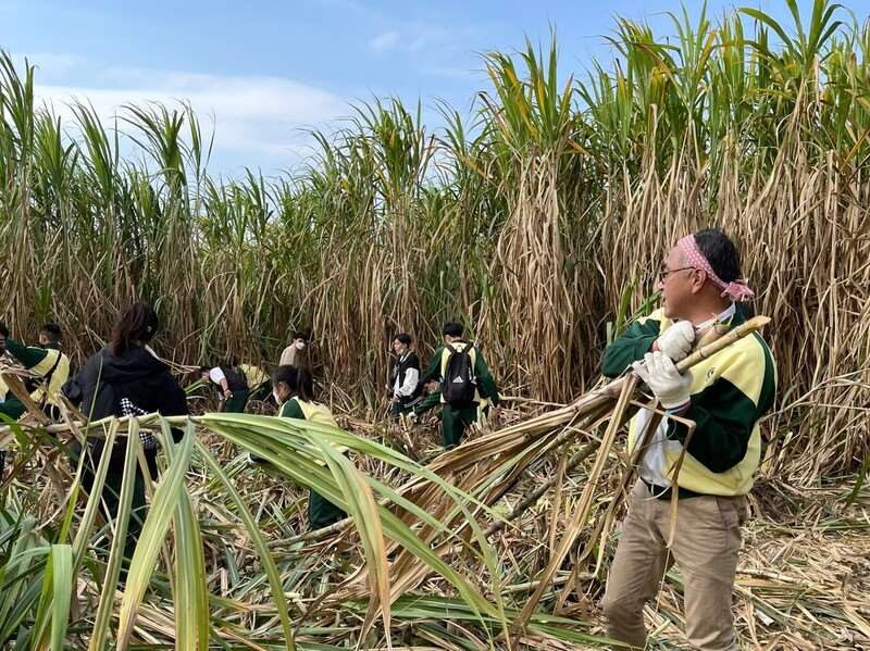 Culture de cannes à sucre (Photo CNA fournie par la société Taiwan Sugar)