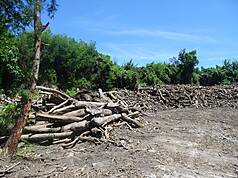 Accumulation de bois flotté à Taitung (photo, CNA/bureau forestier)
