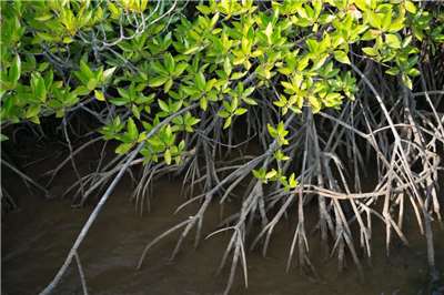 Mangrove (photo : Sasa)