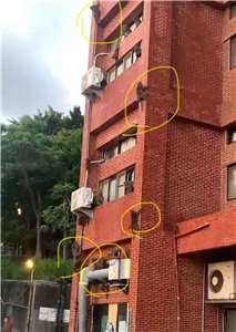 Des macaques sur le campus de l'Université Sun Yat-sen à Kaohsiung (Photo RTI)