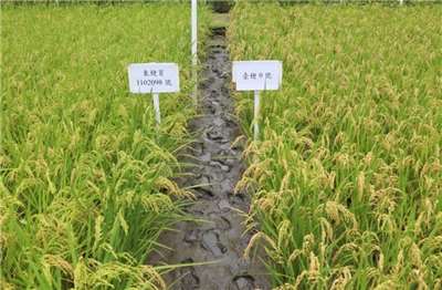 Photo : variétés de riz développées par la station de recherche et d'amélioration des variétés de Taitung