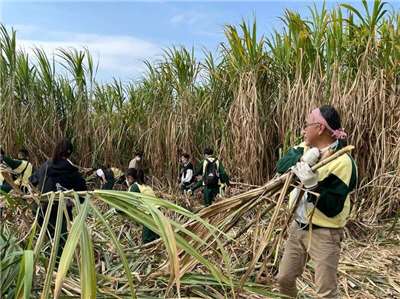 Culture de cannes à sucre (Photo CNA fournie par la société Taiwan Sugar)