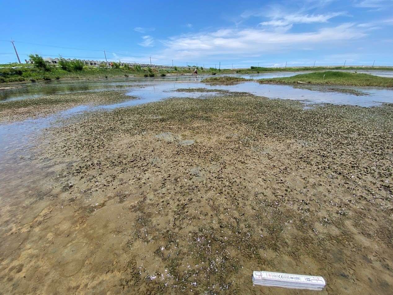 Des herbes marines Halophila beccarii (Photo : Site du ministère de l'Agriculture)