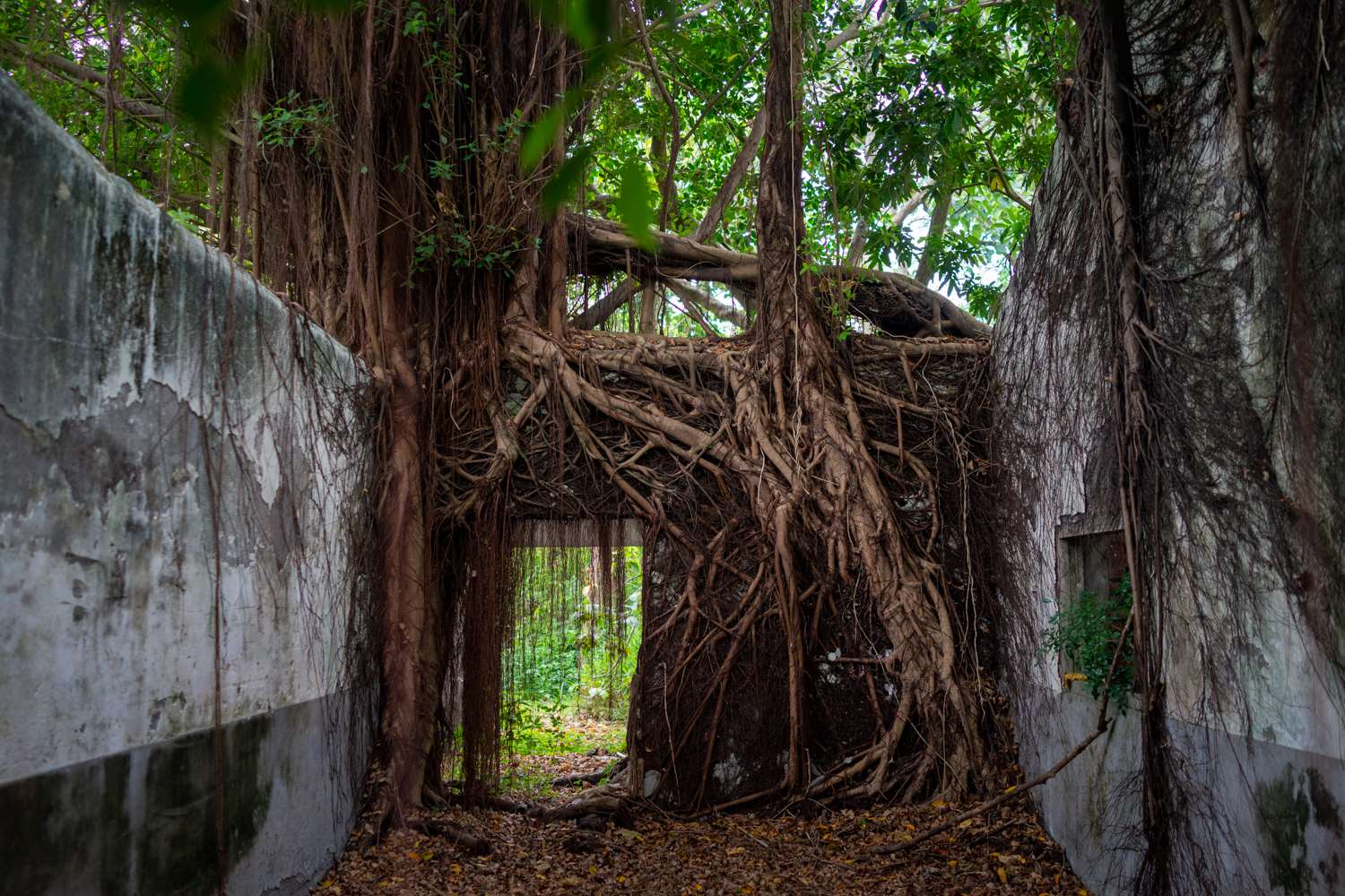 C'est parce que le site a été laissé à l'abandon que les arbres ont poussé. Maintenant, faut-il les retirer ? C'est un dilemme... (photo : Sasa)