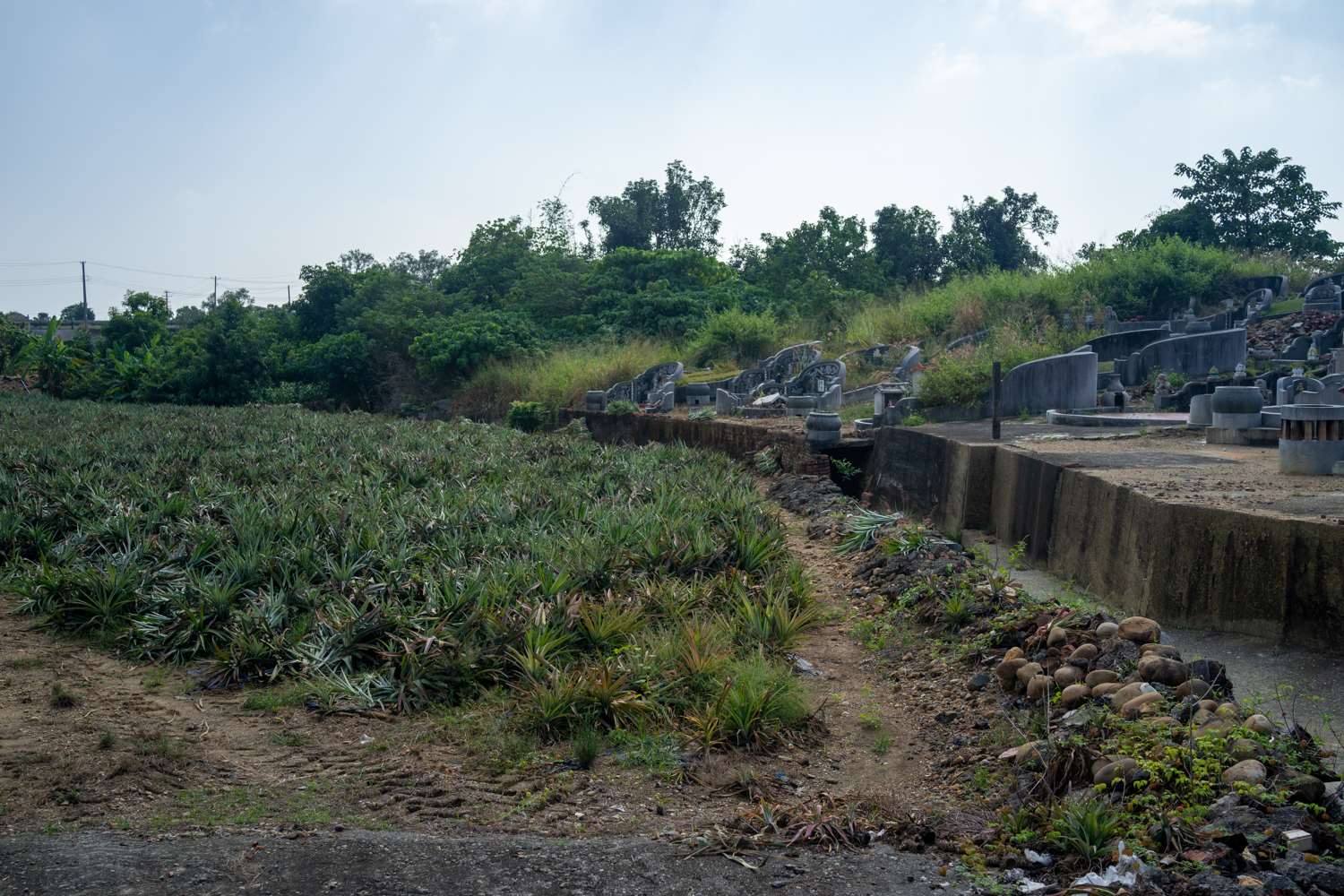 Surprise : en plein milieu du cimetière... une plantation d'ananas ! (photo : Sasa)