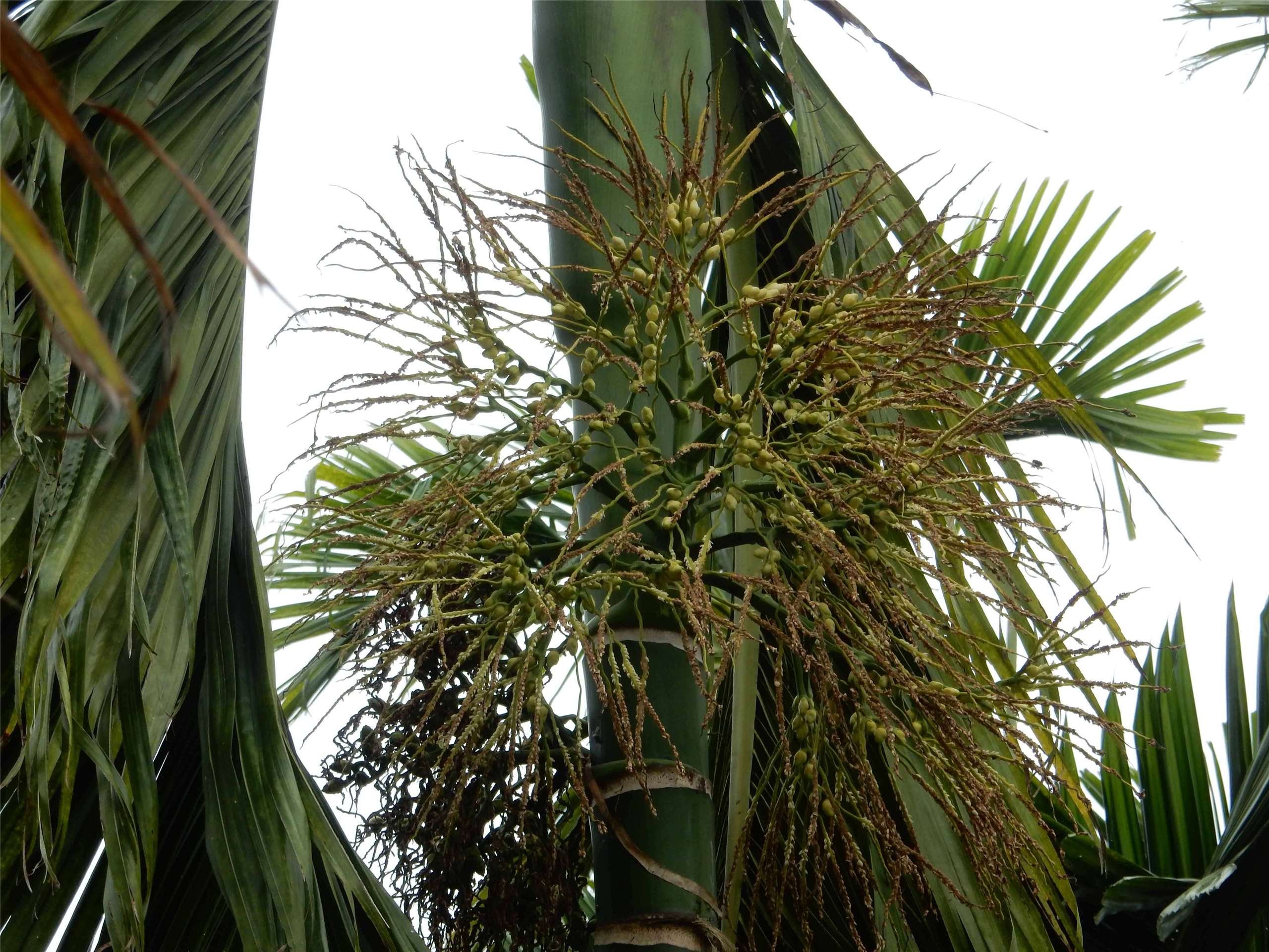Noix d'arec (photo : Victor Besnier et Pierre Lucas) 