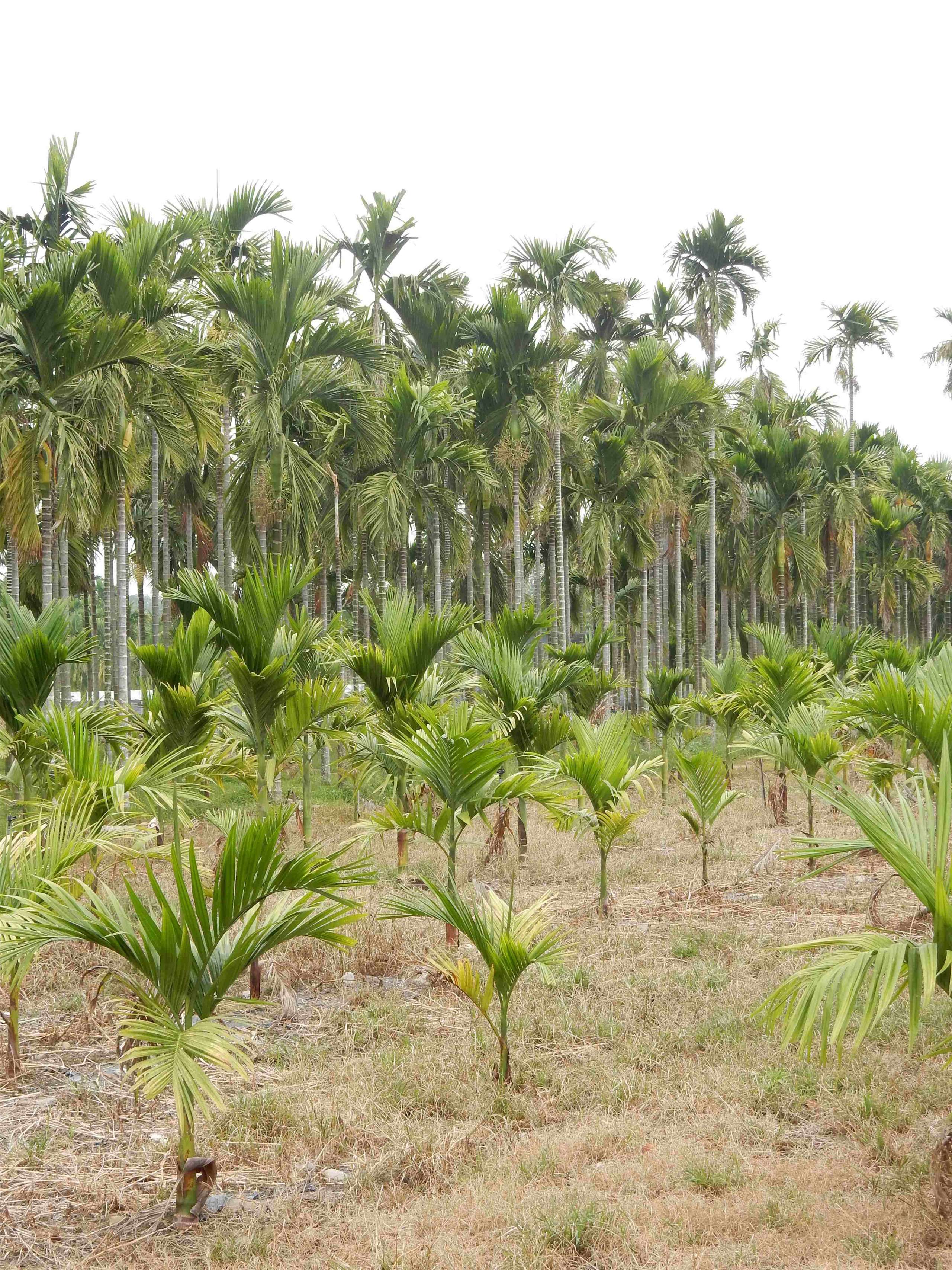 Aréquiers (photo : Victor Besnier et Pierre Lucas) 