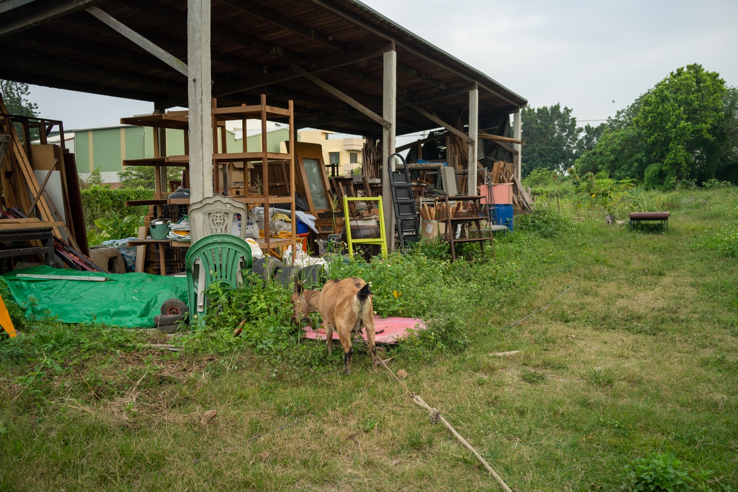 L'endroit où sont pour le moment stockés les outils et matériaux, en attente d'être mieux protégé contre les intempéries... et la chèvre de la communauté (photo : Sasa)