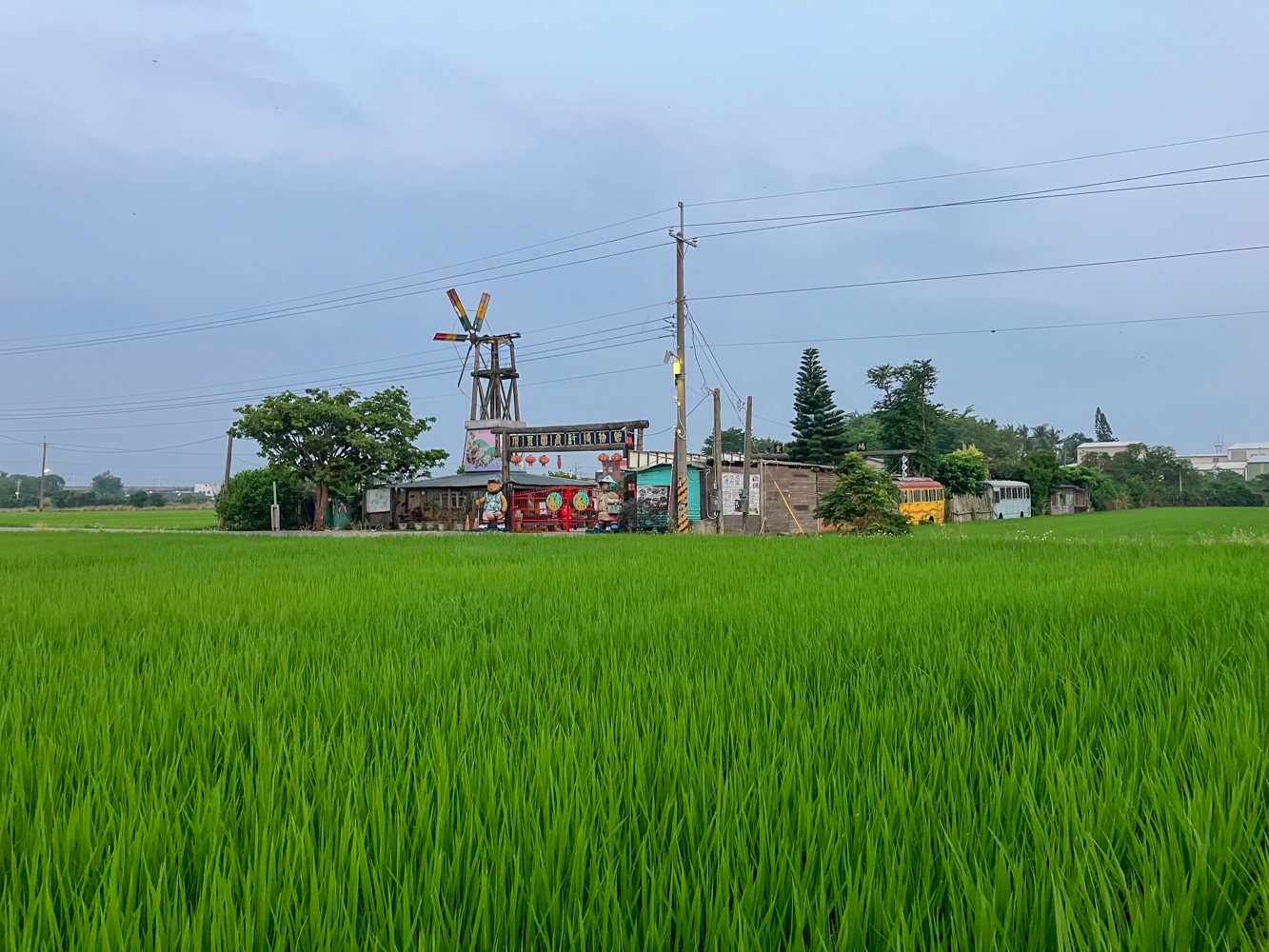 Le musée de la campagne est entouré de rizières (photo : Sasa)