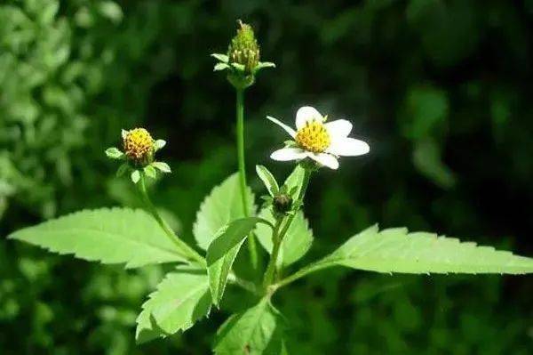 Bidens pilosa (photo : site internet de Mal-U Kitchen)