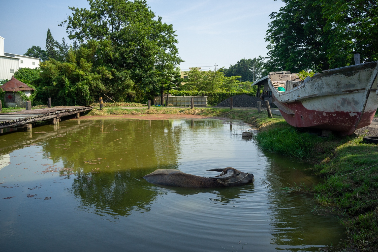 Le Musée de la campagne de Ding Tsai Yuan à Chiayi ne serait pas complet sans son buffle ! (photo : Sasa)