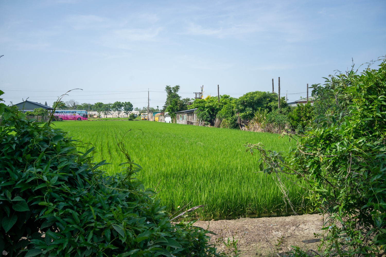 Le Musée de la campagne de Ding Tsai Yuan s trouve au milieu de rizières (photo : Sasa)