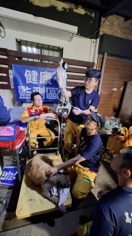 Des chiens secourus (Photo CNA)