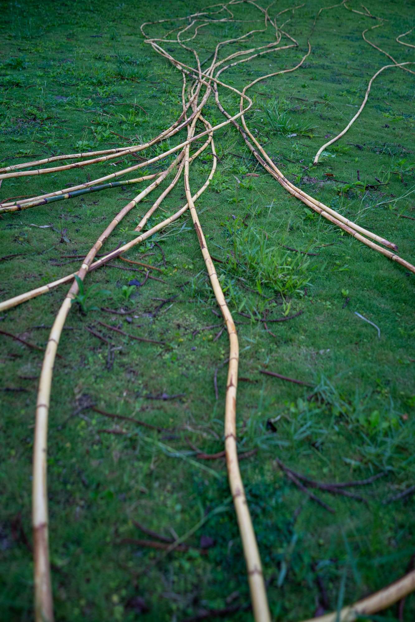 Le rotin en cours de préparation (photo : Sasa)