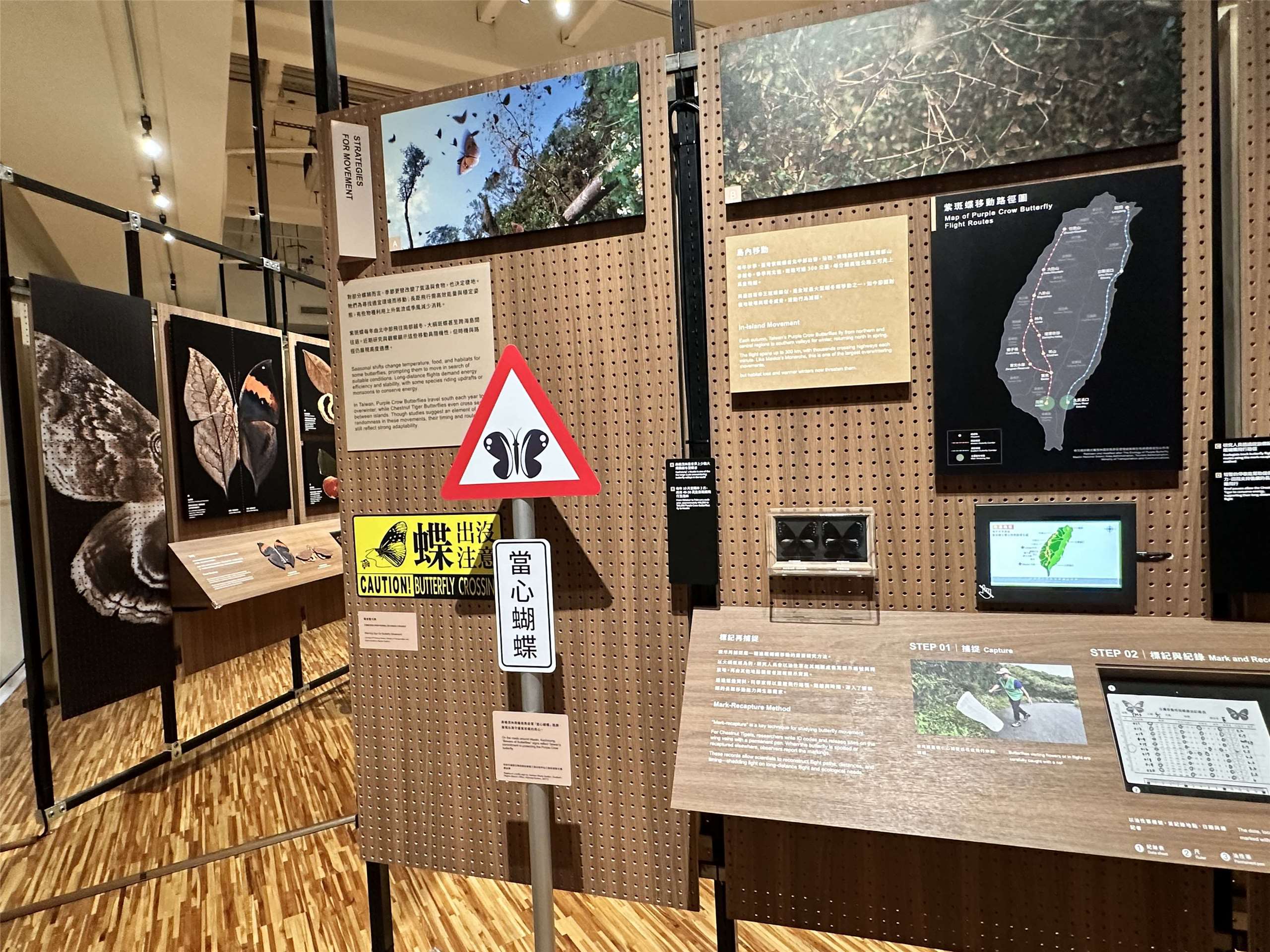 Le Musée national de Taïwan met à l'honneur la diversité et la des papillons taïwanais (Image : RTI)