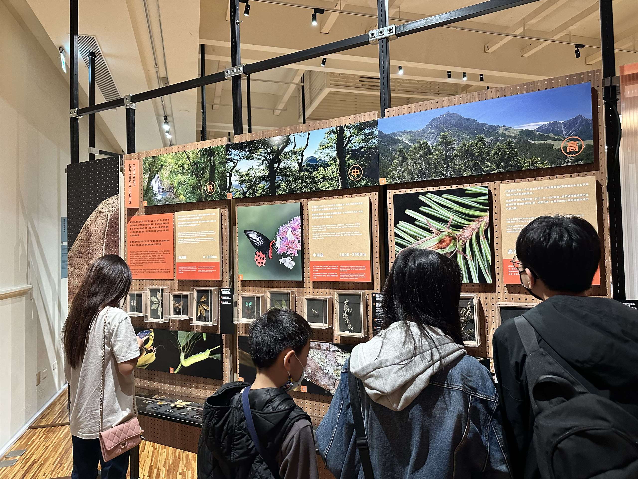 Le Musée national de Taïwan met à l'honneur la diversité et la des papillons taïwanais (Image : RTI)