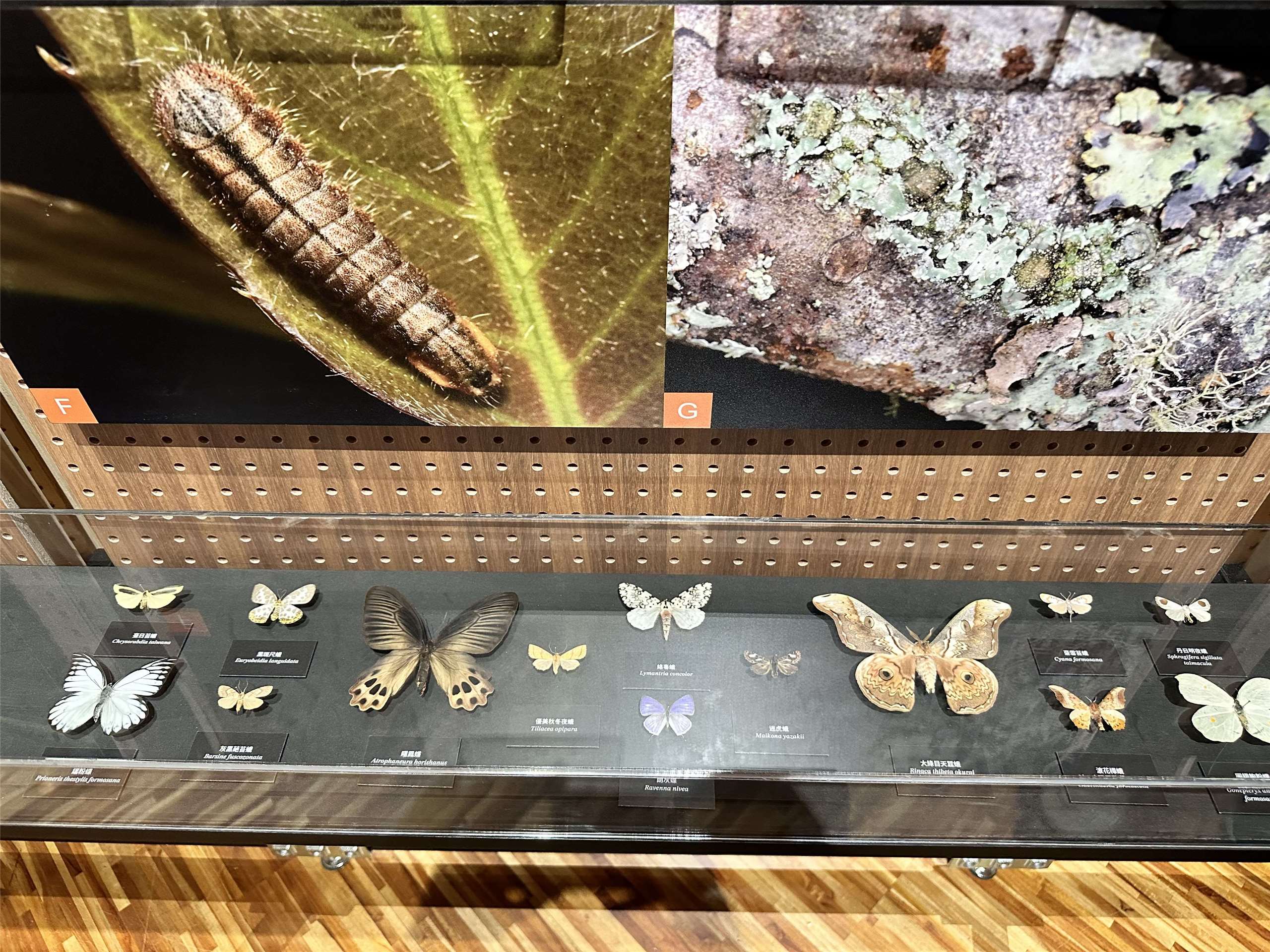 Le Musée national de Taïwan met à l'honneur la diversité et la des papillons taïwanais (Image : RTI)