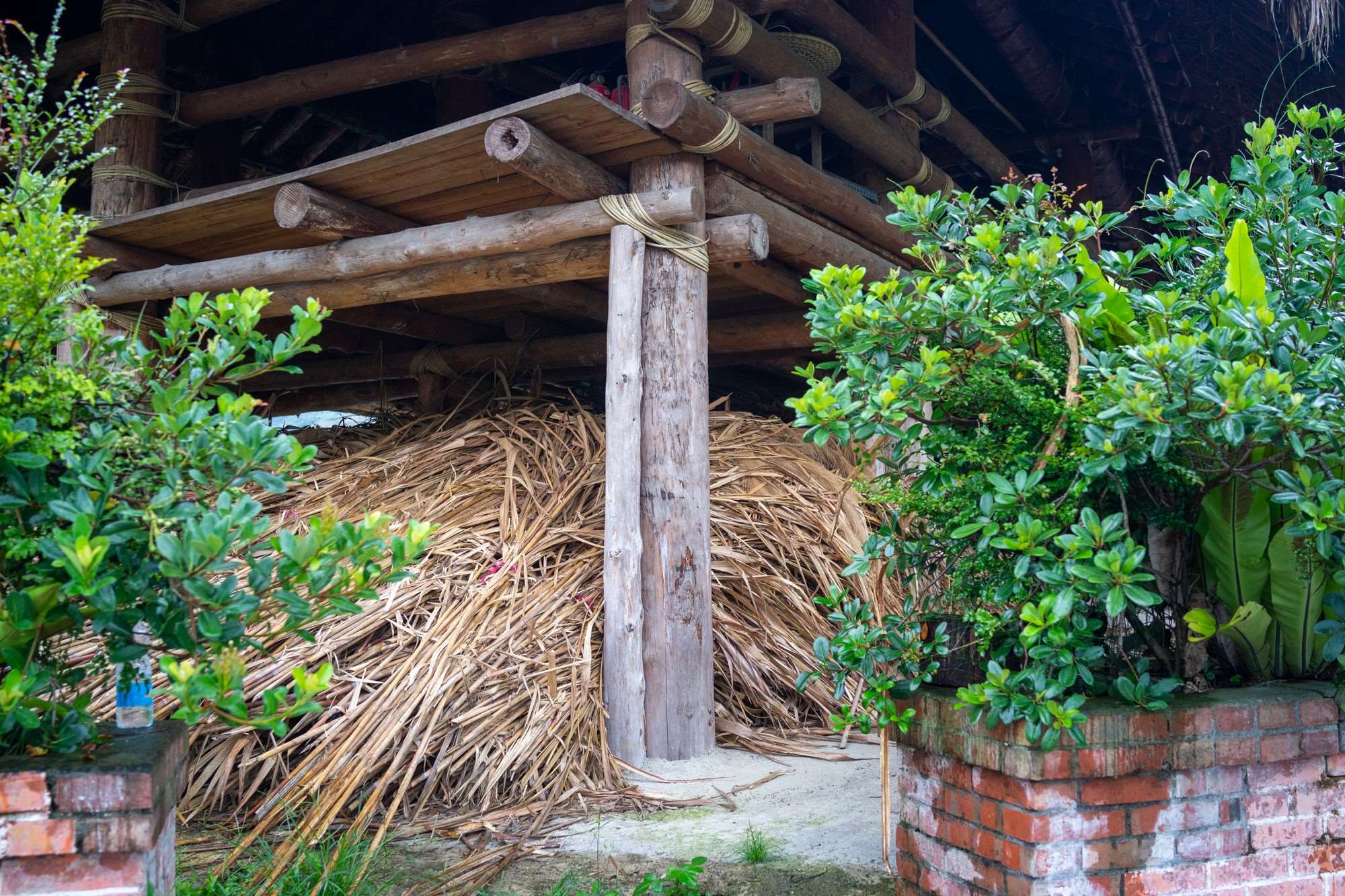 Le chaume récolté pour rénover le toit (photo : Sasa)