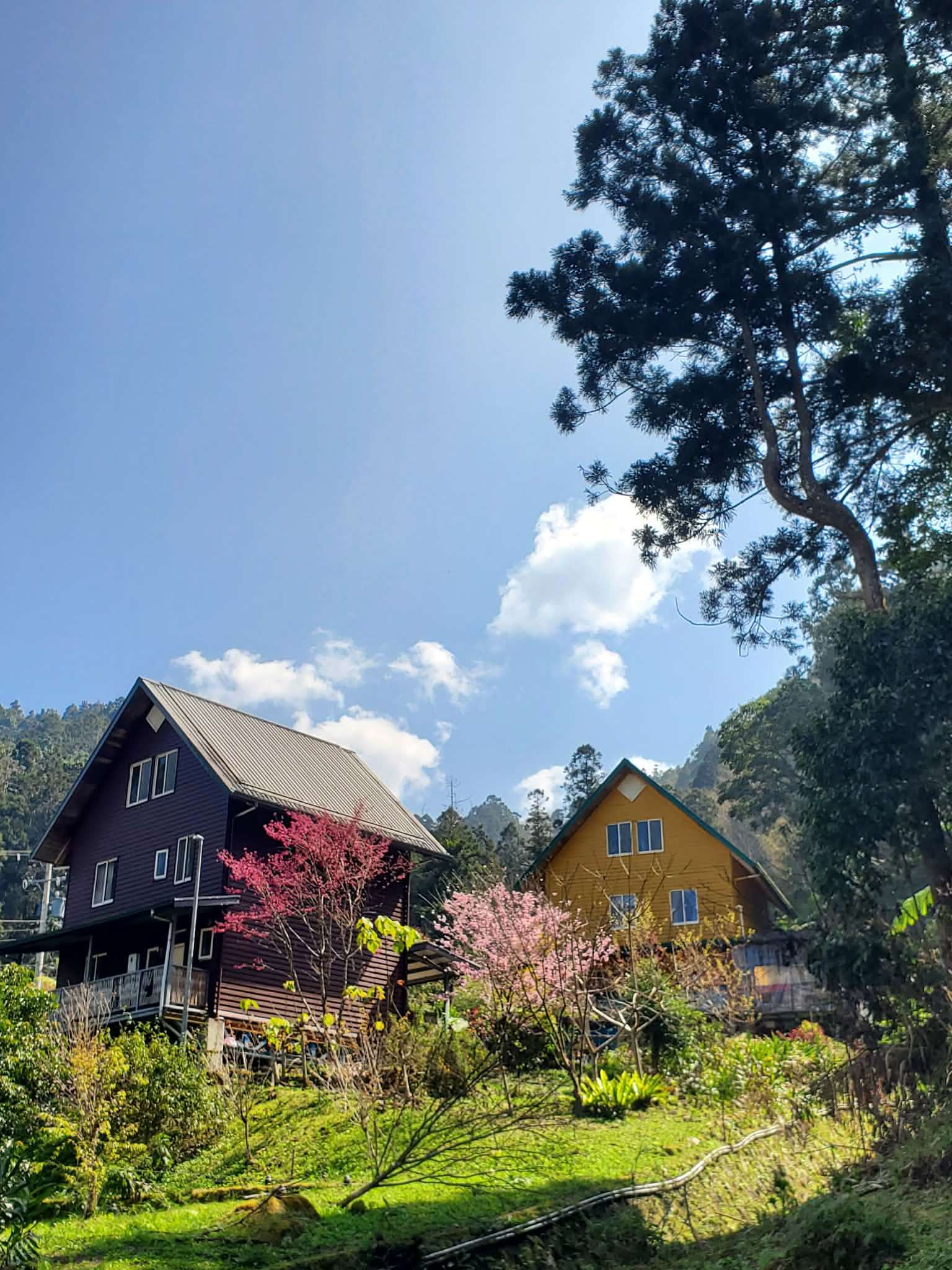 Construction de Hsieh Ying-chun à Alishan, Taïwan (photo : Hsieh Ying-chun) 法語組專用