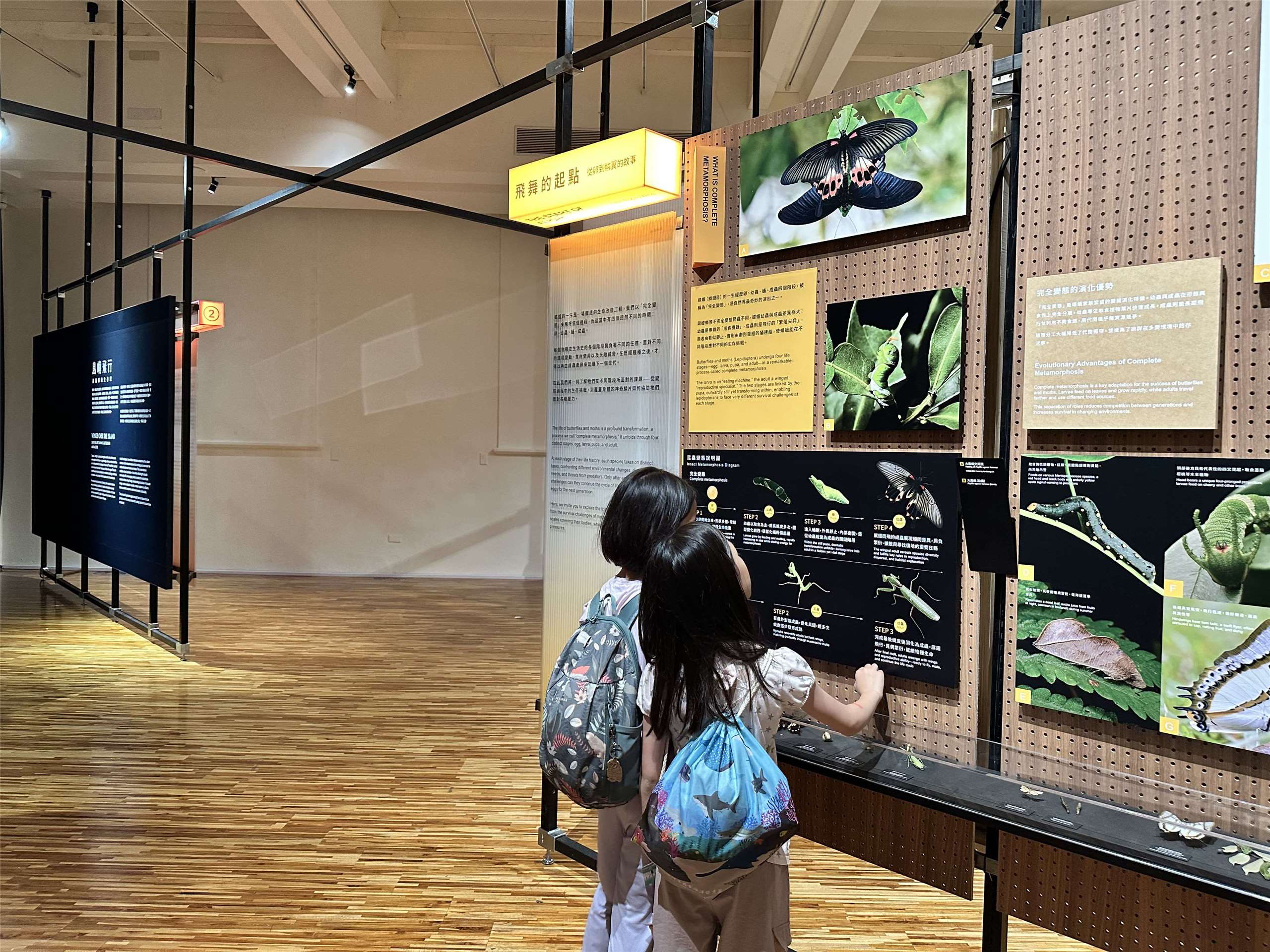 Le Musée national de Taïwan met à l'honneur la diversité et la des papillons taïwanais (Image : RTI)