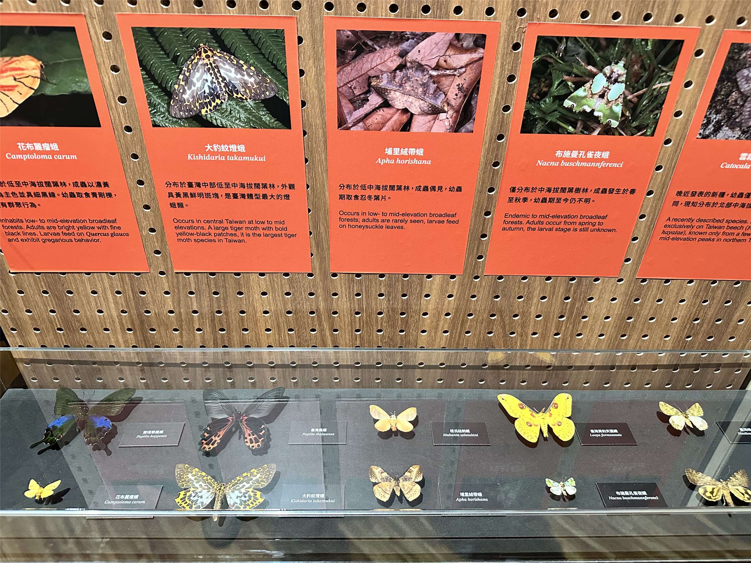 Le Musée national de Taïwan met à l'honneur la diversité et la des papillons taïwanais (Image : RTI)