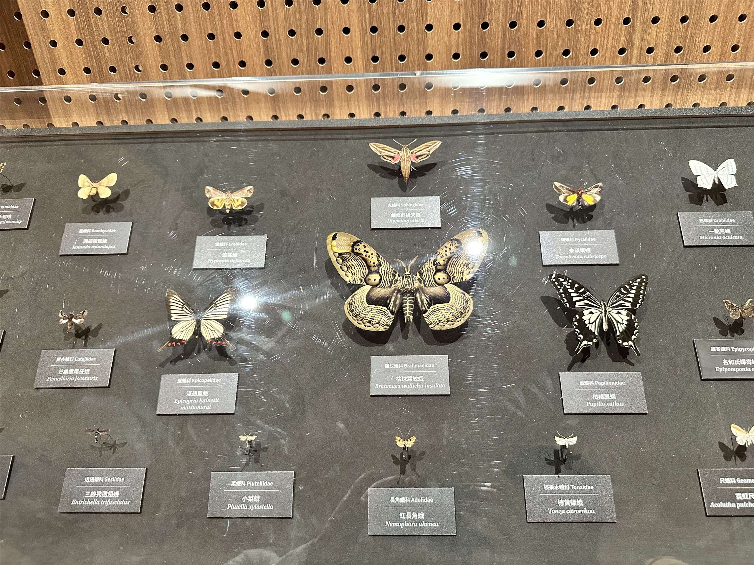 Le Musée national de Taïwan met à l'honneur la diversité et la des papillons taïwanais (Image : RTI)