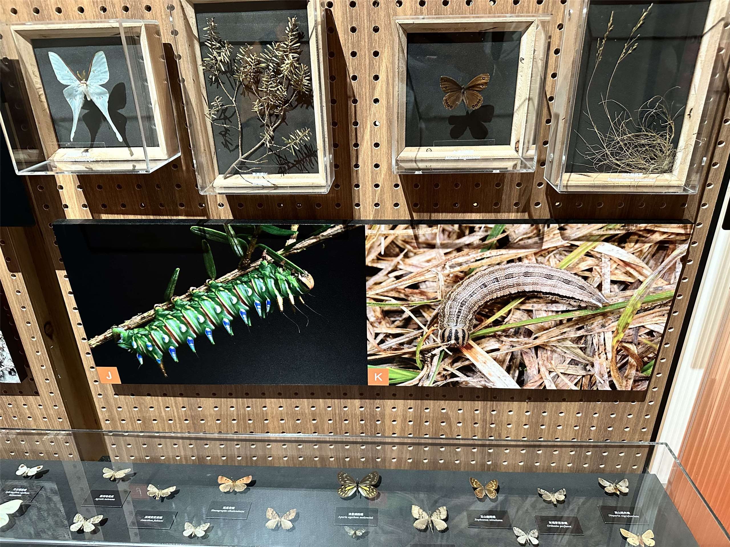 Le Musée national de Taïwan met à l'honneur la diversité et la des papillons taïwanais (Image : RTI)