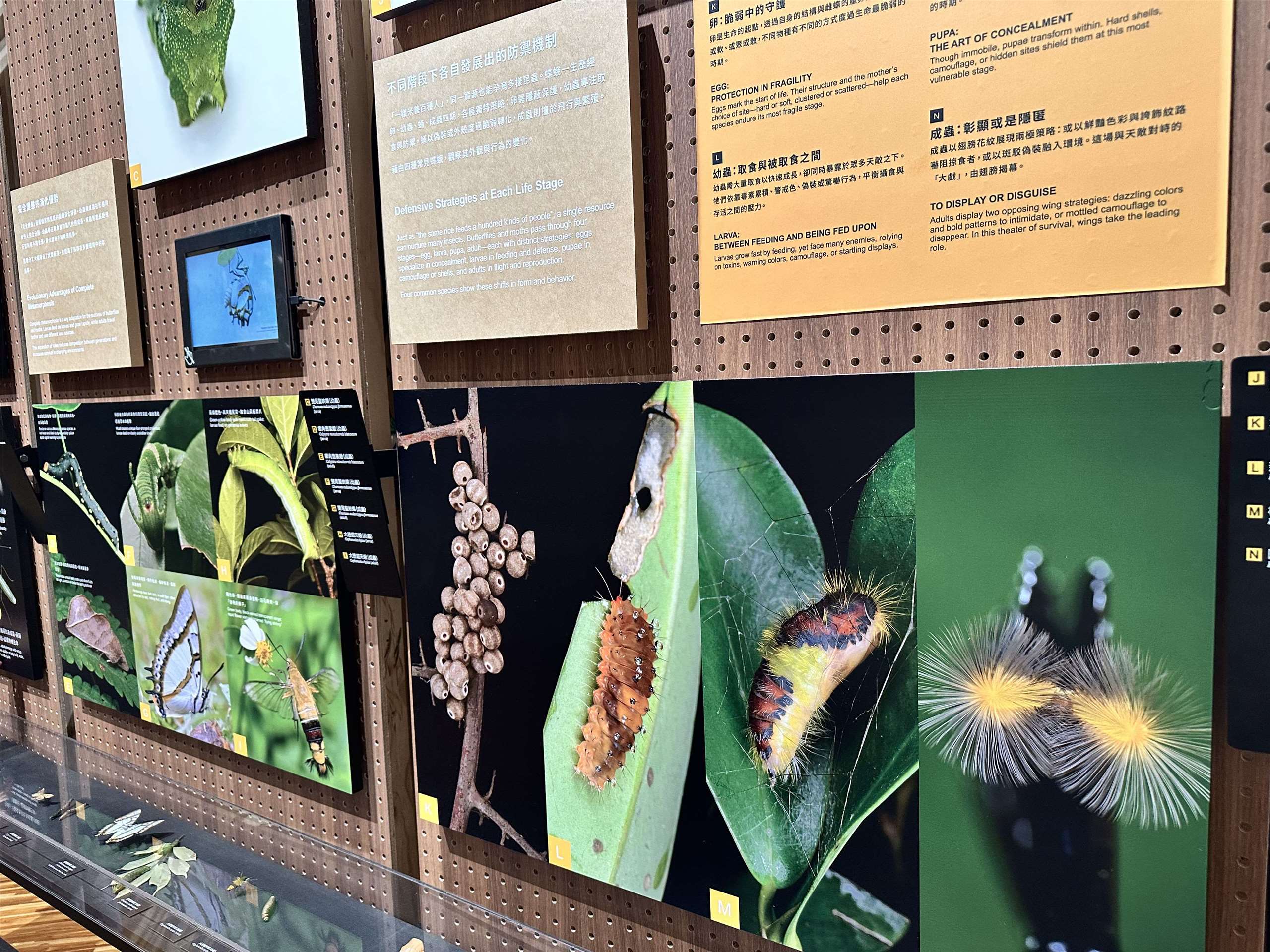 Le Musée national de Taïwan met à l'honneur la diversité et la des papillons taïwanais (Image : RTI)