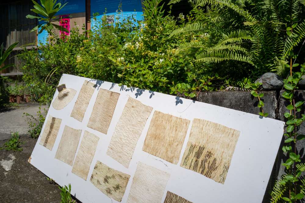 Séchage du tapa (photo : Sasa / RTI)