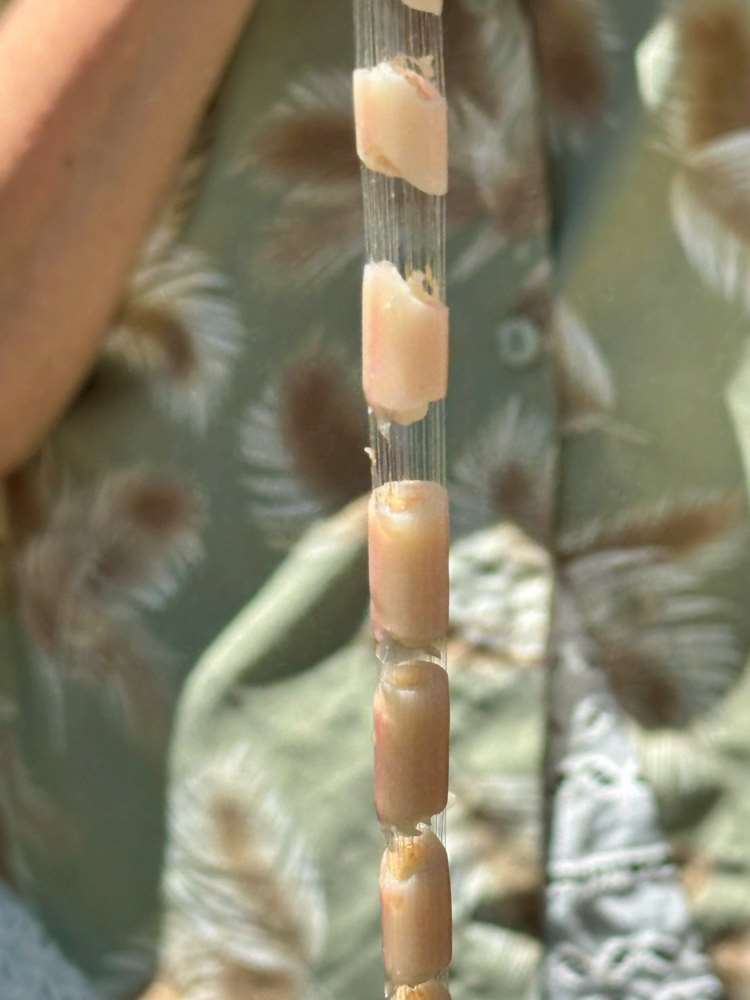 Coeur d'atoumo (photo : Sasa / RTI)