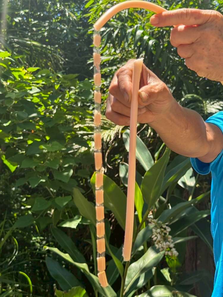 Le coeur d'Alpinia zerumbet (月桃), aussi appelé Atoumo en créole antillais, est comestible ! (photo : Sasa / RTI)