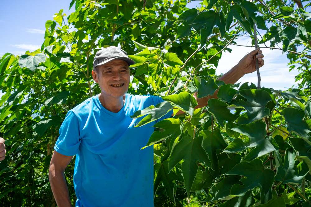 Tuwak nous montre un mûrier à papier, aussi appelé mûrier de Chine 構樹 (photo : Sasa / RTI)
