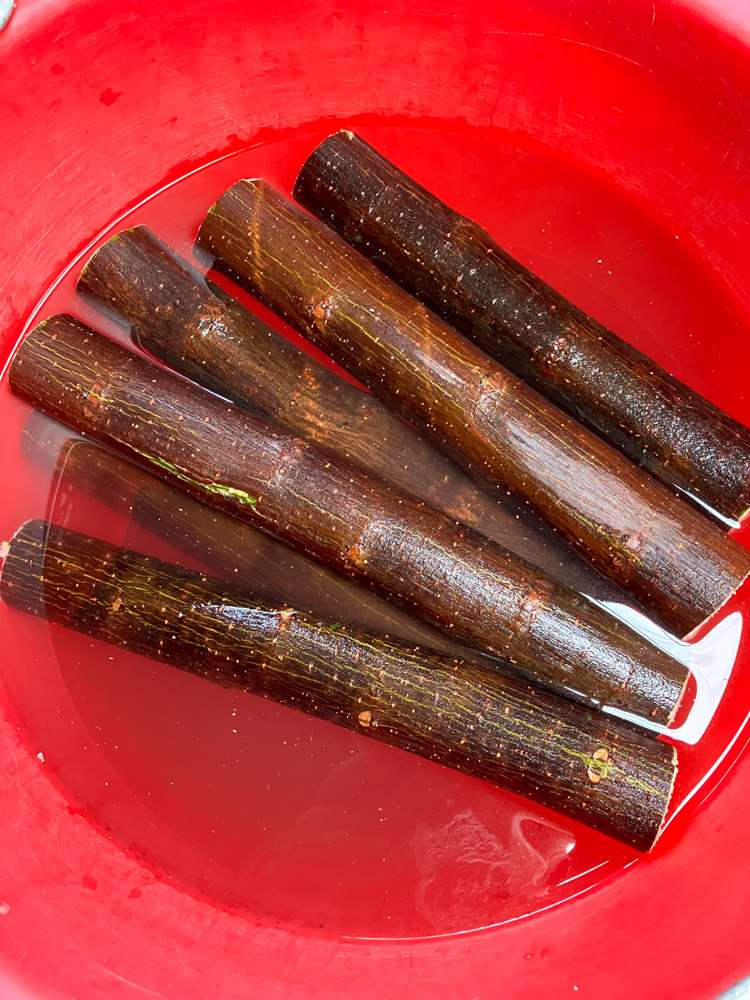 Des rejets de mûrier à papier qu'on laisse tremper dans l'eau avant d'en faire du tapa (photo : Sasa / RTI)