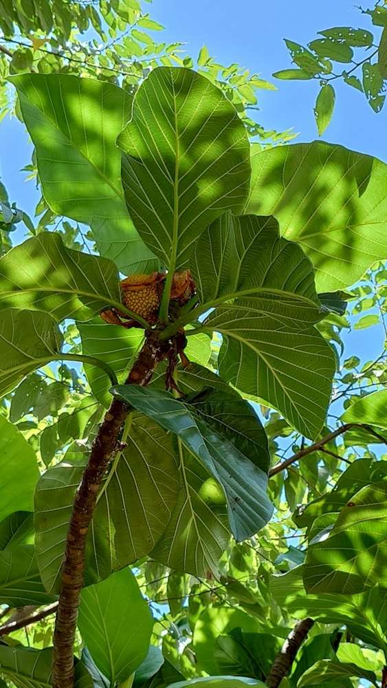 L'arbre à pain est un autre arbre très important dans les cultures austronésiennes (photo : Sasa / RTI)