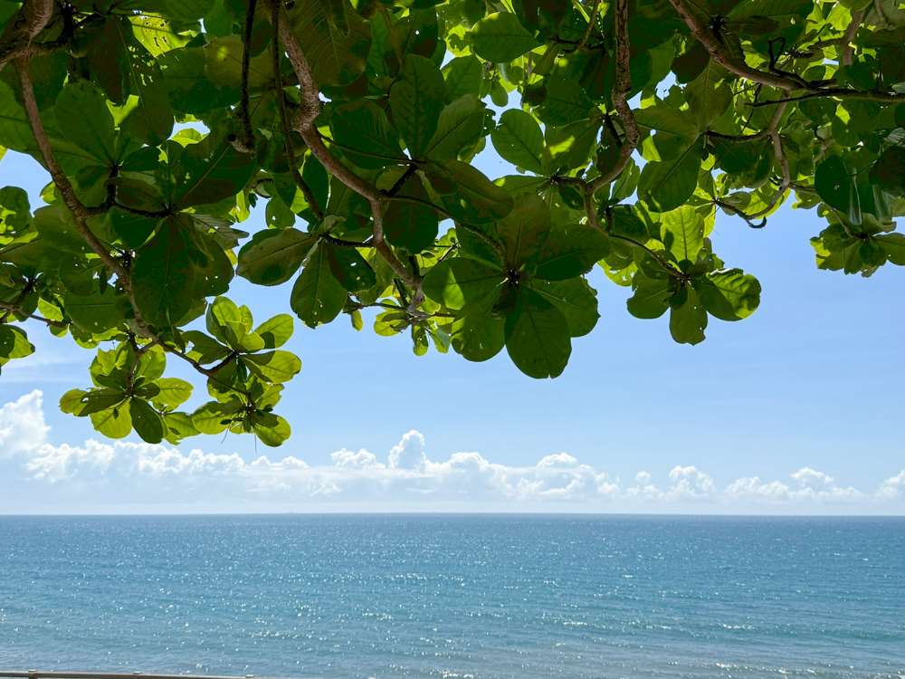 En face de l'Océan Pacifique sous l'ombre des arbres (photo : Sasa / RTI)