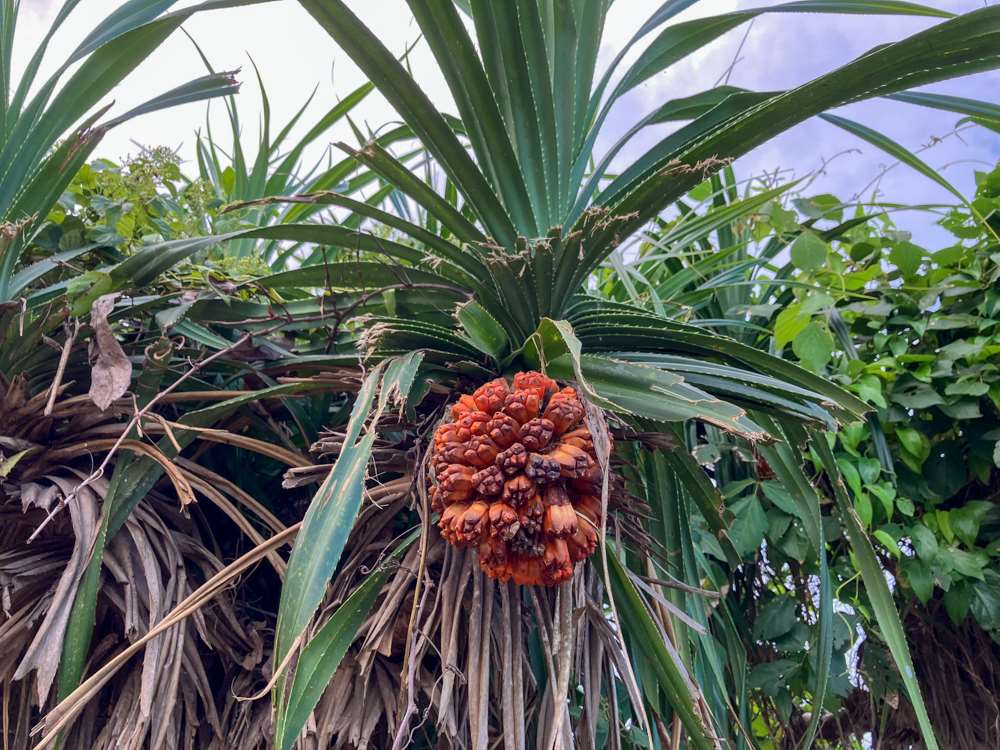 Le fruit du pandanus, un arbre très important dans les cultures austronésiennes, qui peut notamment être coupe-vent près de la mer (photo : Sasa / RTI)