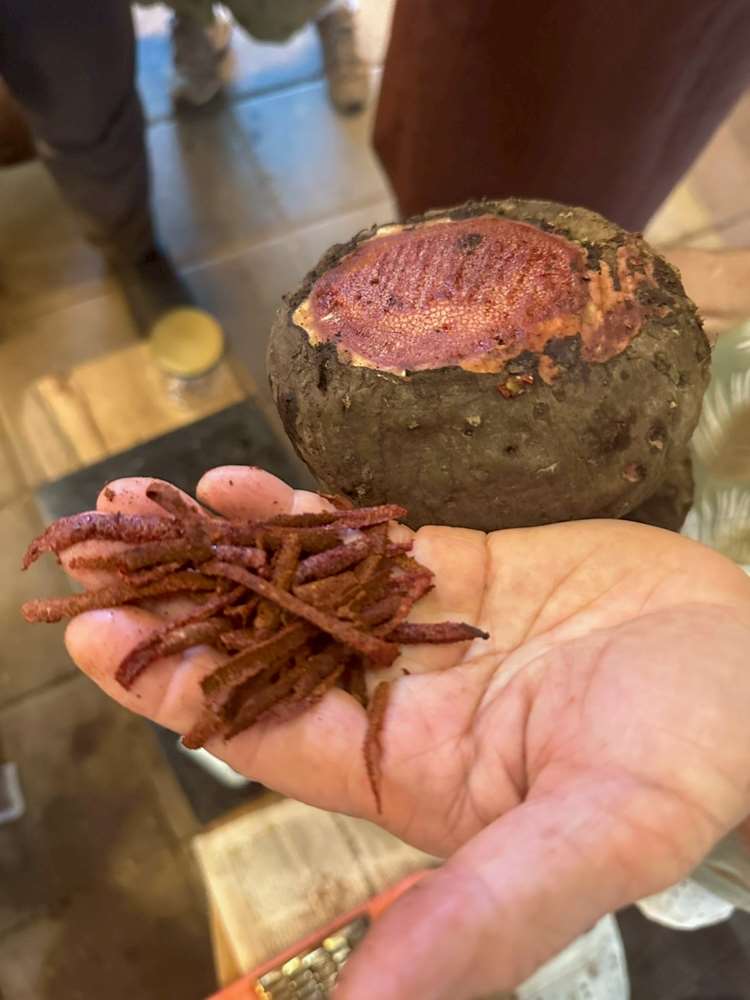 Une fois rapée, l'igname à teinture peut être utilisée directement (voir photos suivantes) ou pressée pour en sortir un jus qui servira de teinture (photo : Sasa / RTI)