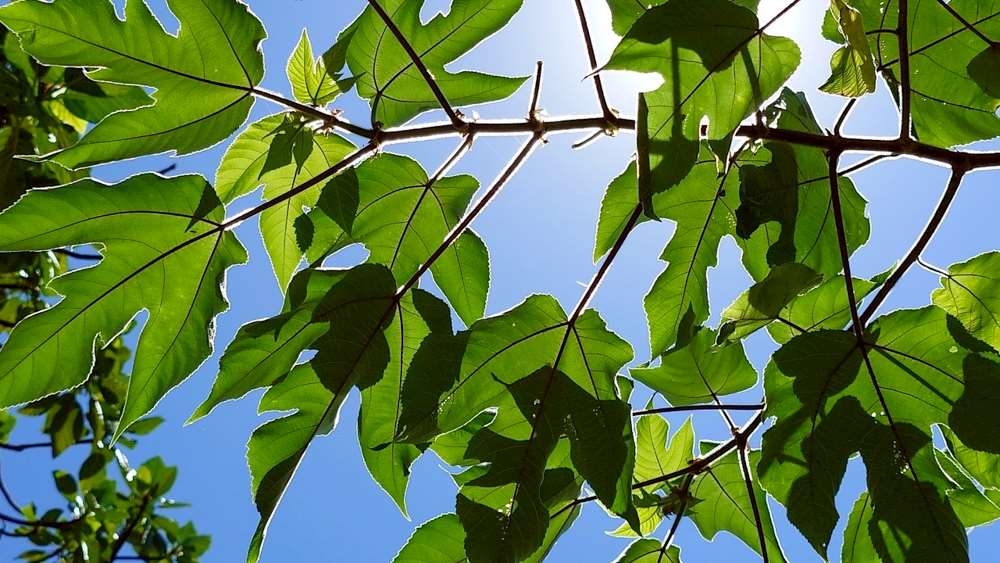 Feuilles de mûrier à papier (構樹), aussi appelé mûrier de Chine (photo : Sasa / RTI)